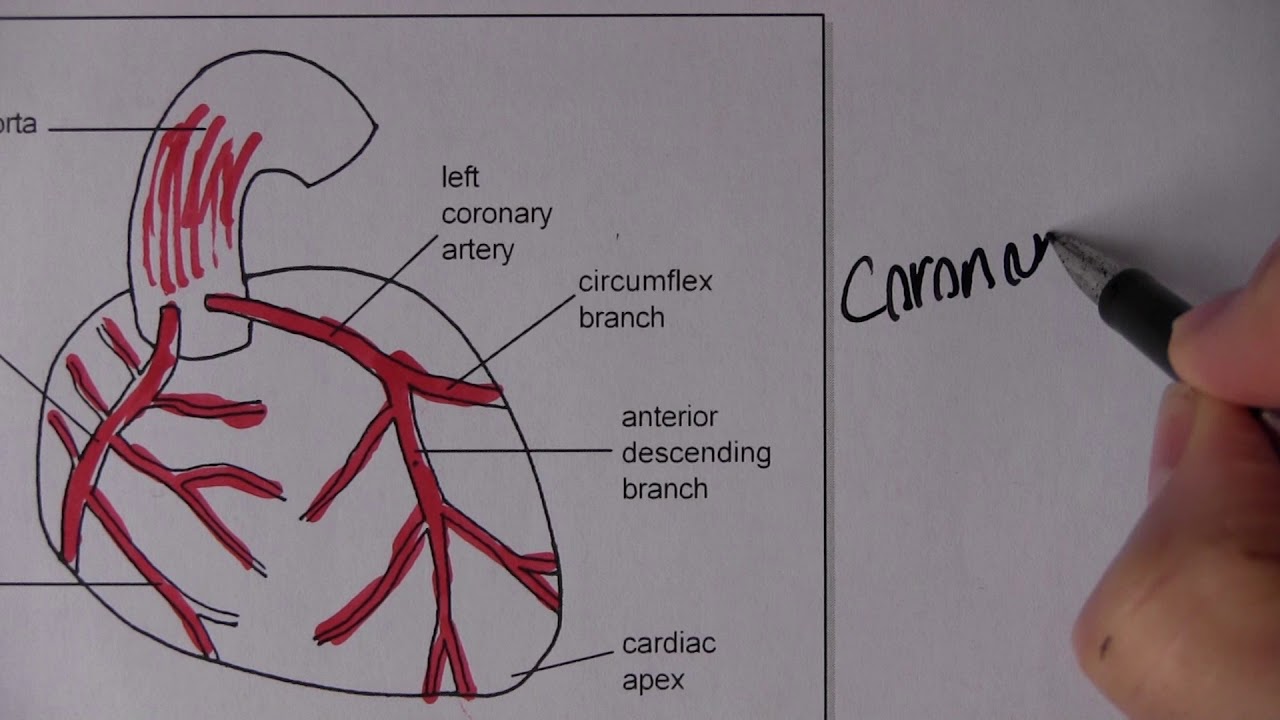Cardiovascular System 2, Blood circulation with MCQs