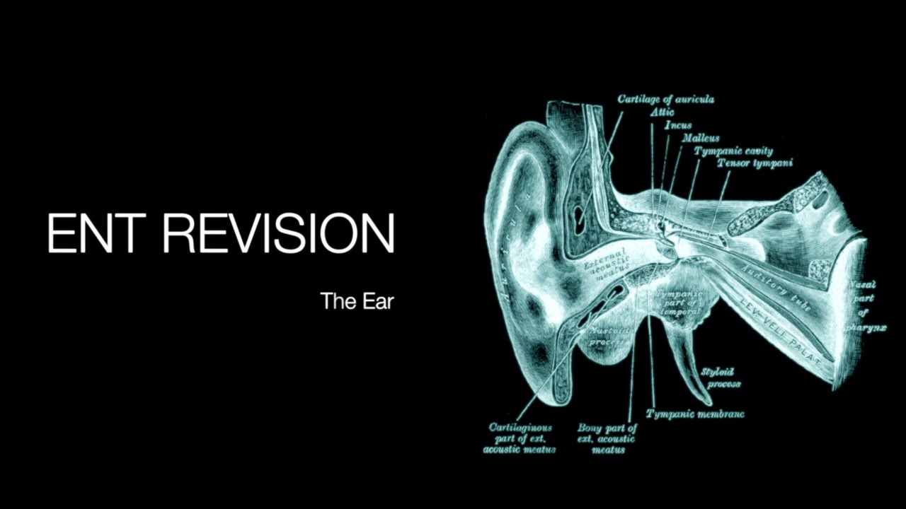 ENT Revision - The Ear