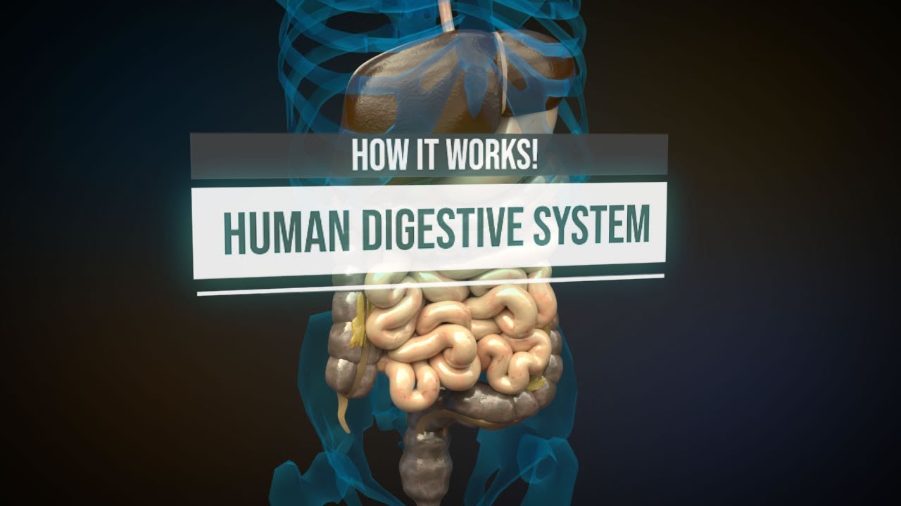 Human digestive system - How it works! (Animation)