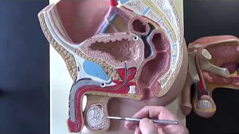 Male Reproductive System Model